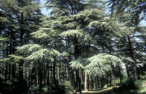 cedraie branches.jpg