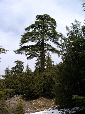 cèdre.JPG