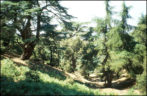 LA cèdreraie isolante..jpg