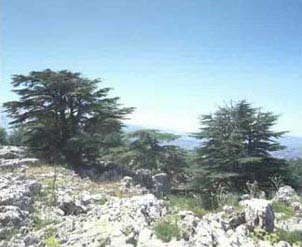 tannourine_cedraie.jpg
