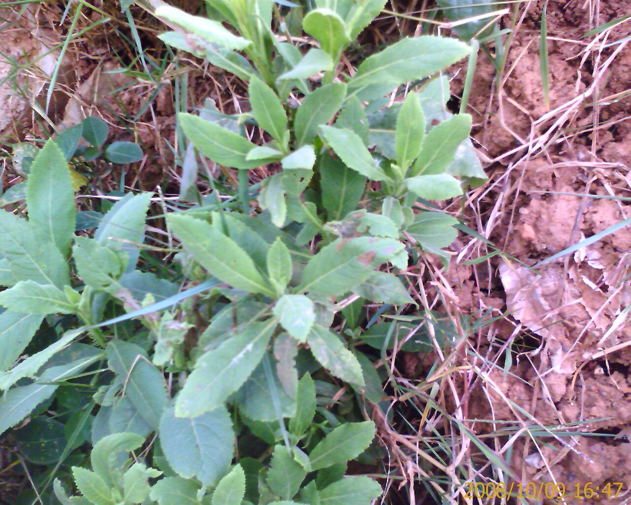IMAGE_00067.jpg