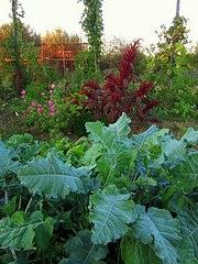 Amaranthus Velvet Curtains, purple sprouting broccoli, hops, tomatoes, Mallow, onions.jpg