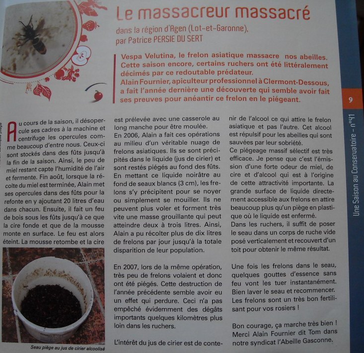 Frelon asiatique - le massacreur massacré.jpg