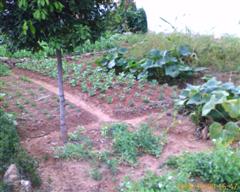 IMAGE_00068 (WinCE).jpg