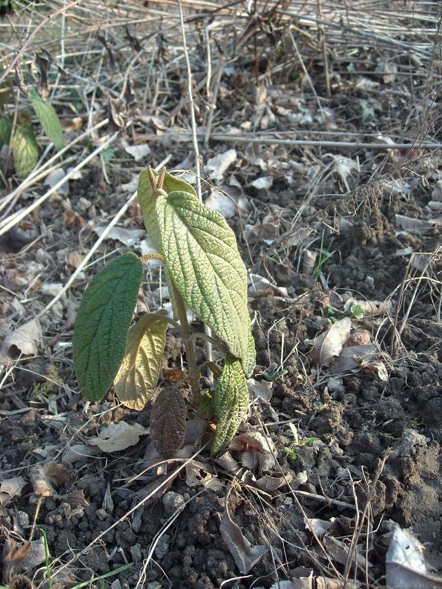 DSCN5187.JPG