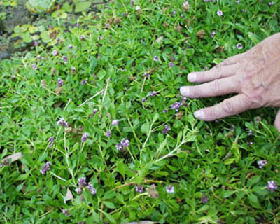 Lippia_nodiflora_ground.jpg