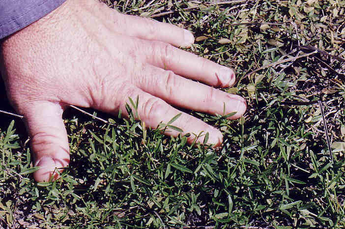 lippia.jpg