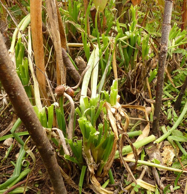 Walking onions destroyed by the turkeys small.jpg