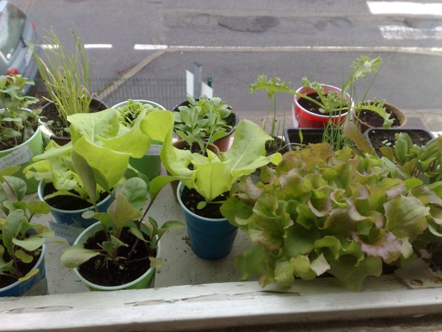 SaladesRebordFenêtre.jpg