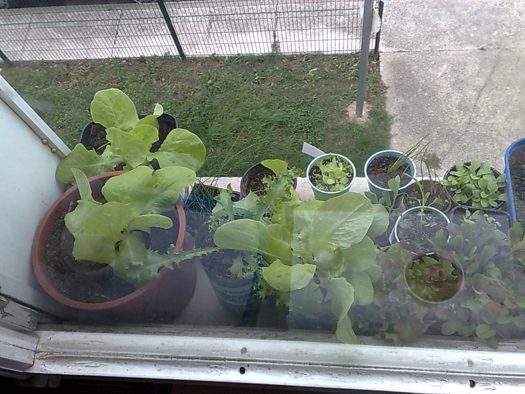 SaladesFenetre_2012_10_28.jpg