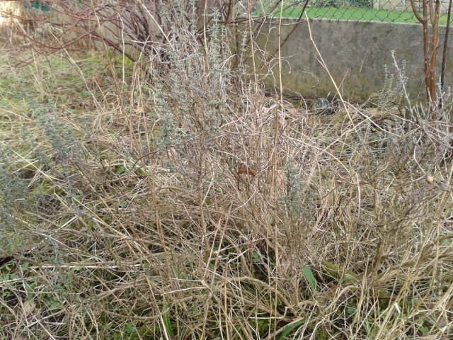20130207_160851.jpg