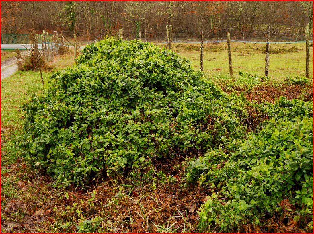 Lonicera argile.JPG