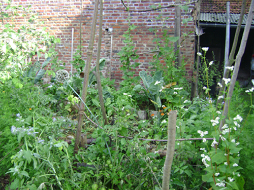 jardin 4 août 2012 043.jpg