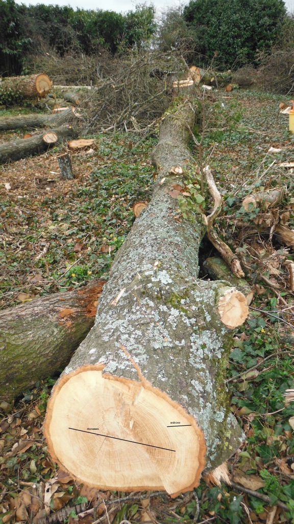 ARBRES COUPES POUR SCIERIE MOBILE (8).JPG