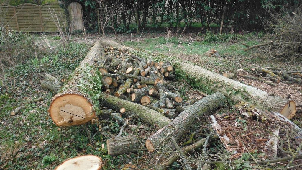 ARBRES COUPES POUR SCIERIE MOBILE (10).JPG