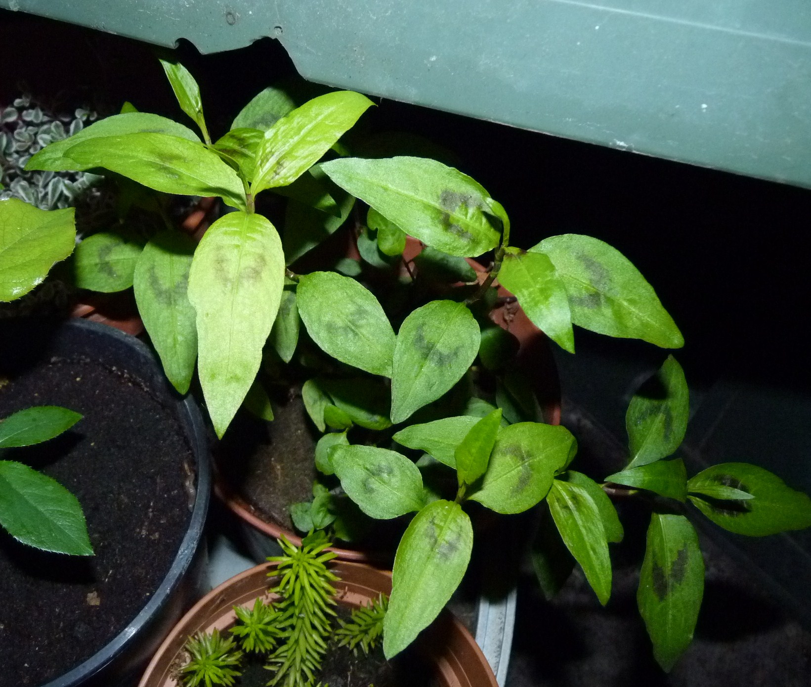 Coriander Vietnam.JPG